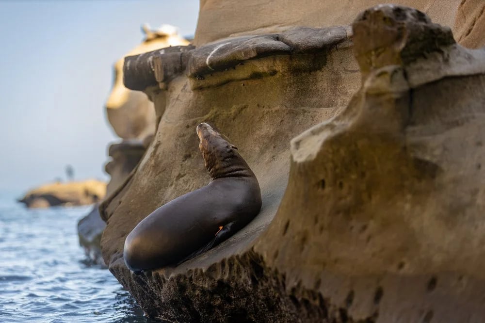 La Jolla Kayak image