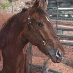 Horses4Heroes' The Ranch image