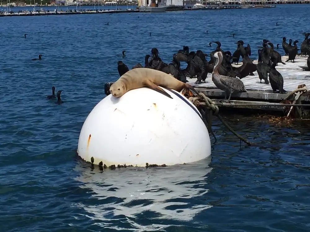 San Diego Seal Tour image