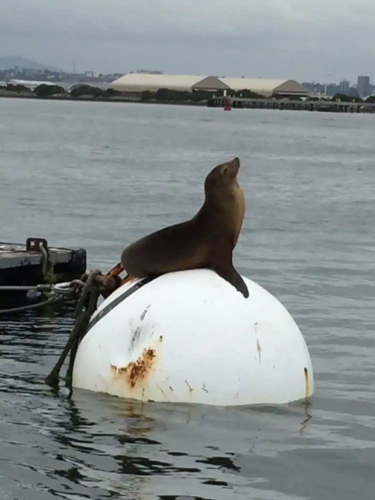 San Diego Seal Tour image