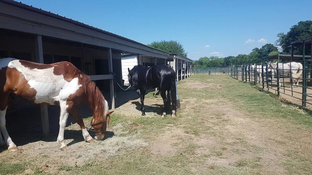 Texas Trail Rides image