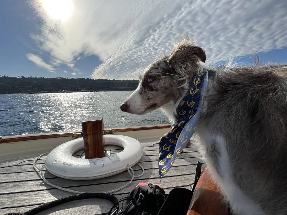 Next Level Sailing image