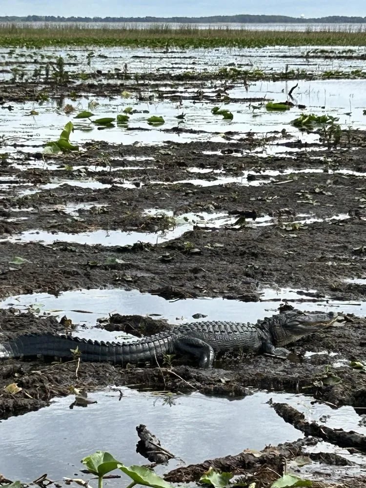Croc Encounters image