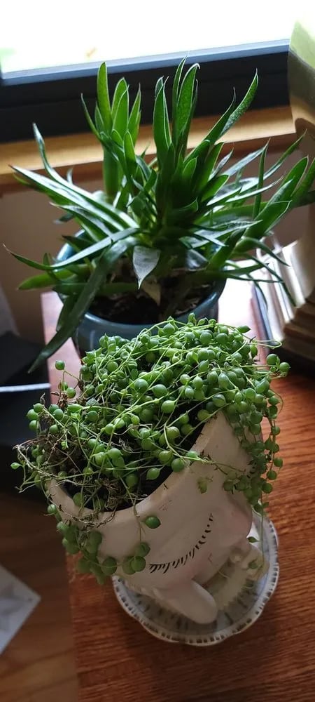 Urban Sprouts image