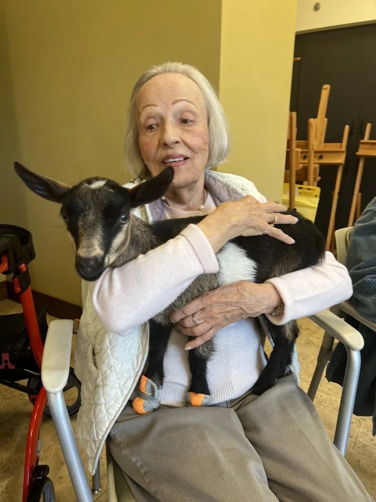 Hello Critter Goat Yoga image