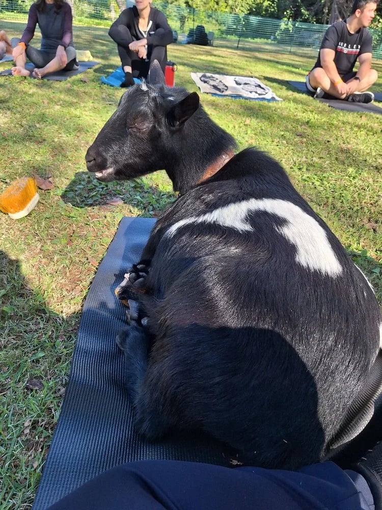 Hello Critter Goat Yoga image