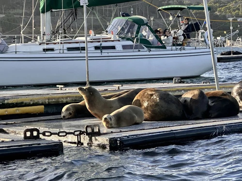 San Diego Seal Tour image