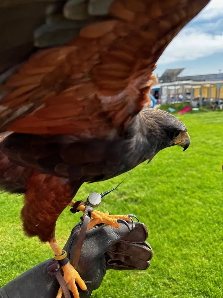 Total Raptor eXperience image