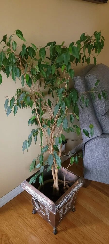 Urban Sprouts image