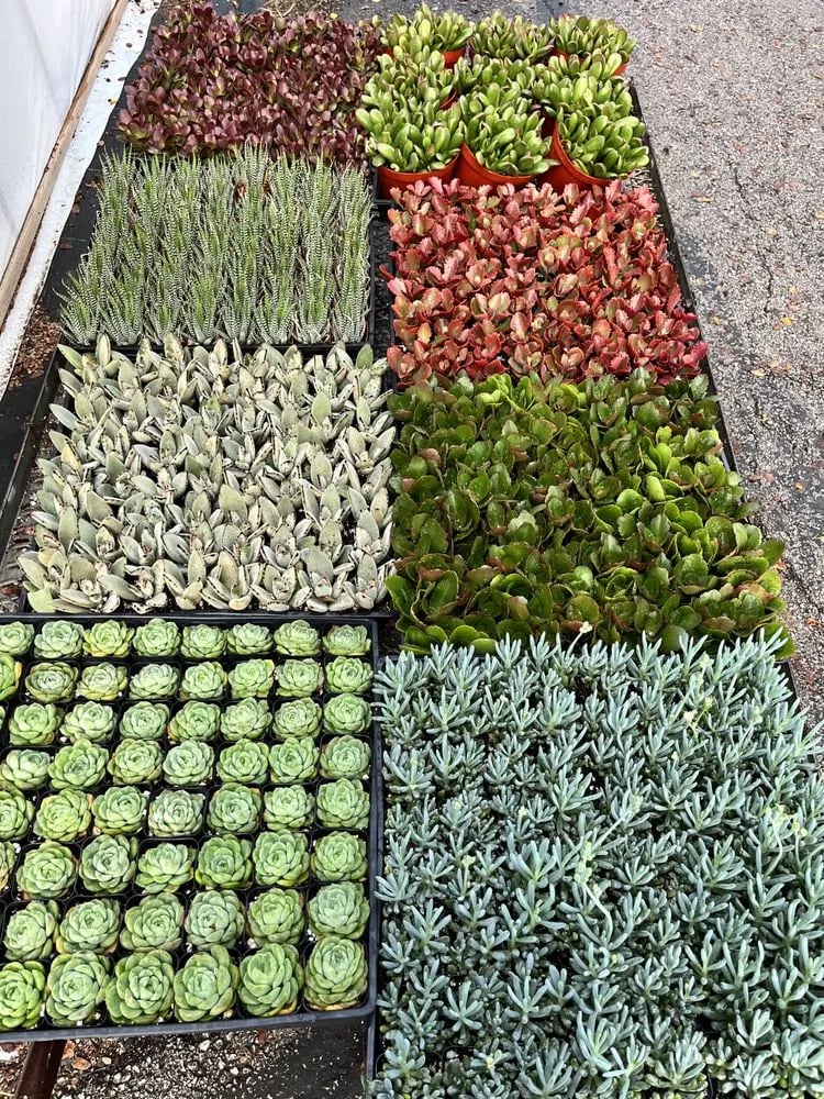 Rooted Treasures Succulents image