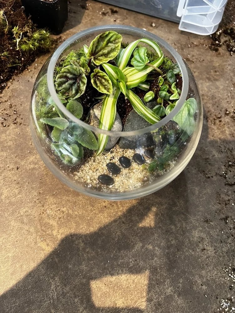 Roosevelt's Terrariums image