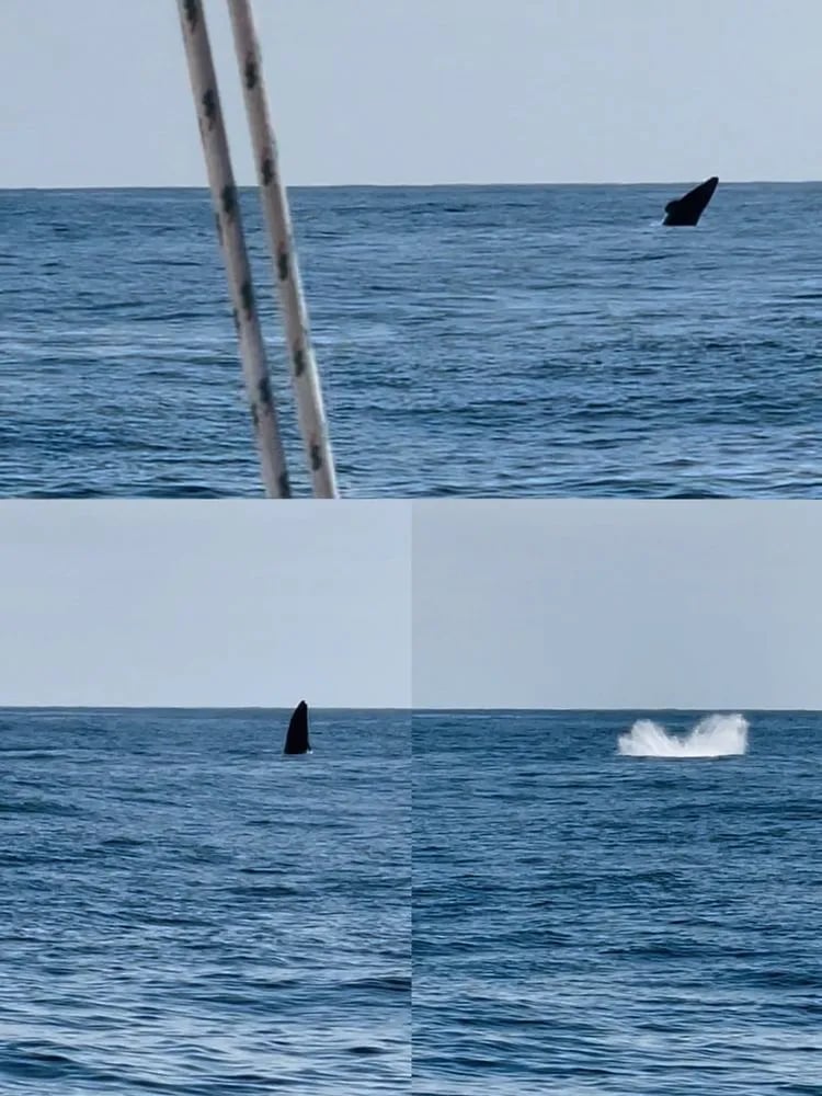 Next Level Sailing image