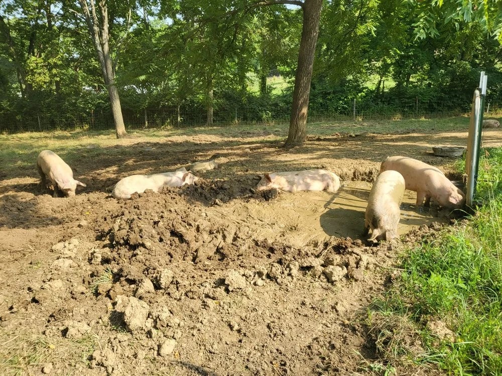 Gorman Heritage Farm image