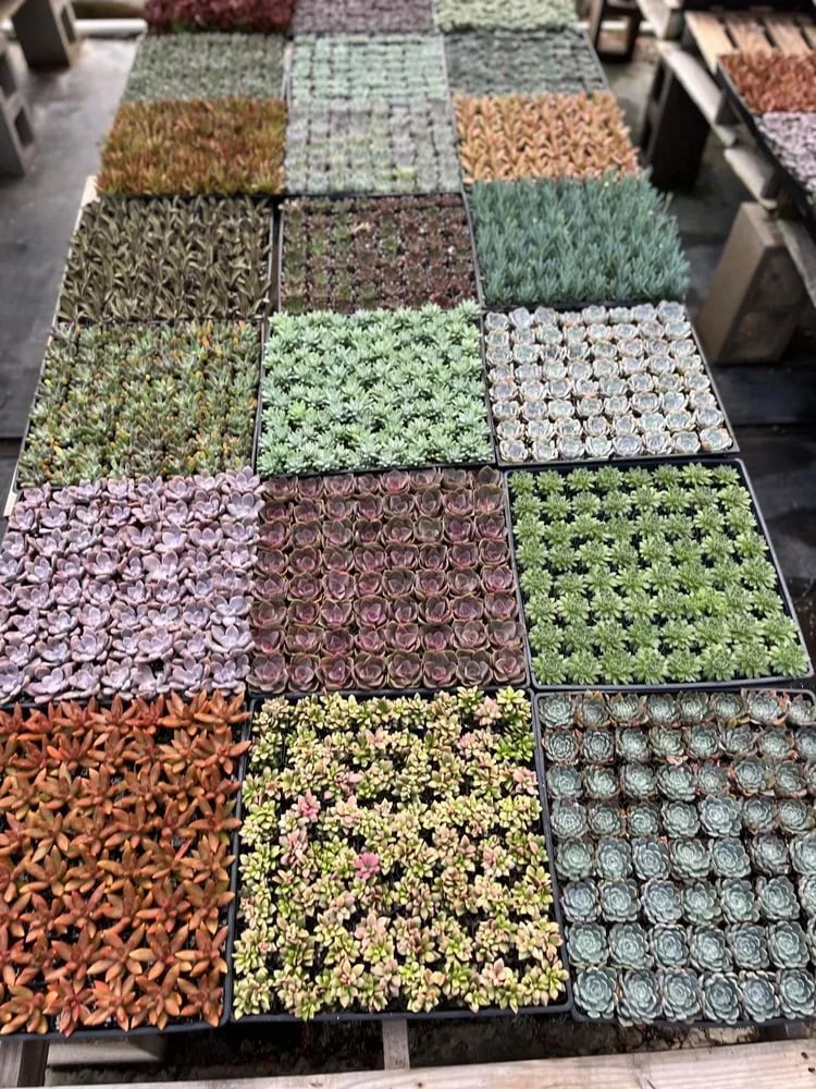 Rooted Treasures Succulents image
