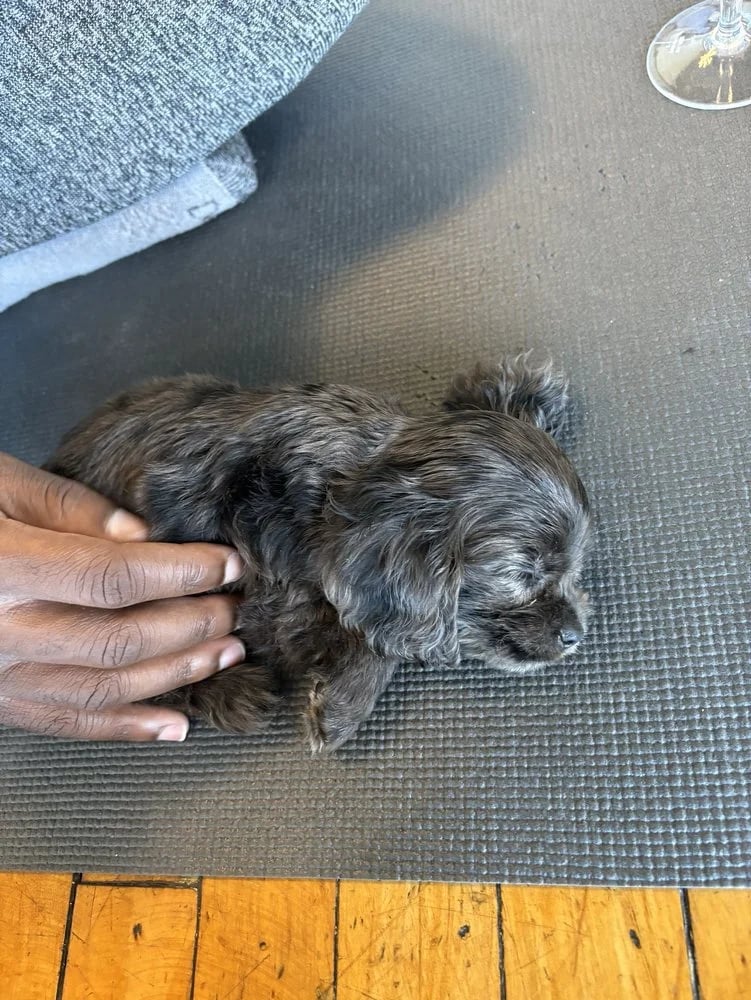 The Puppy Sphere image