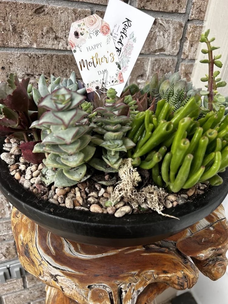 Rooted Treasures Succulents image