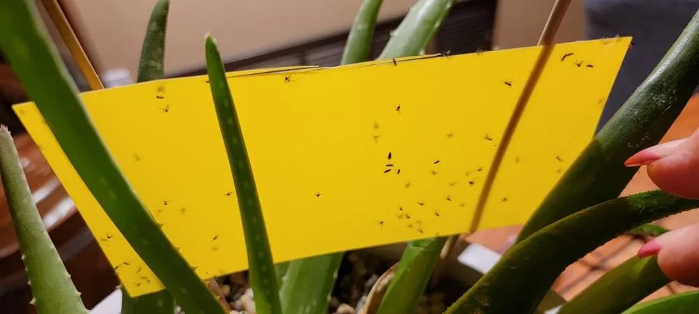 Urban Sprouts image