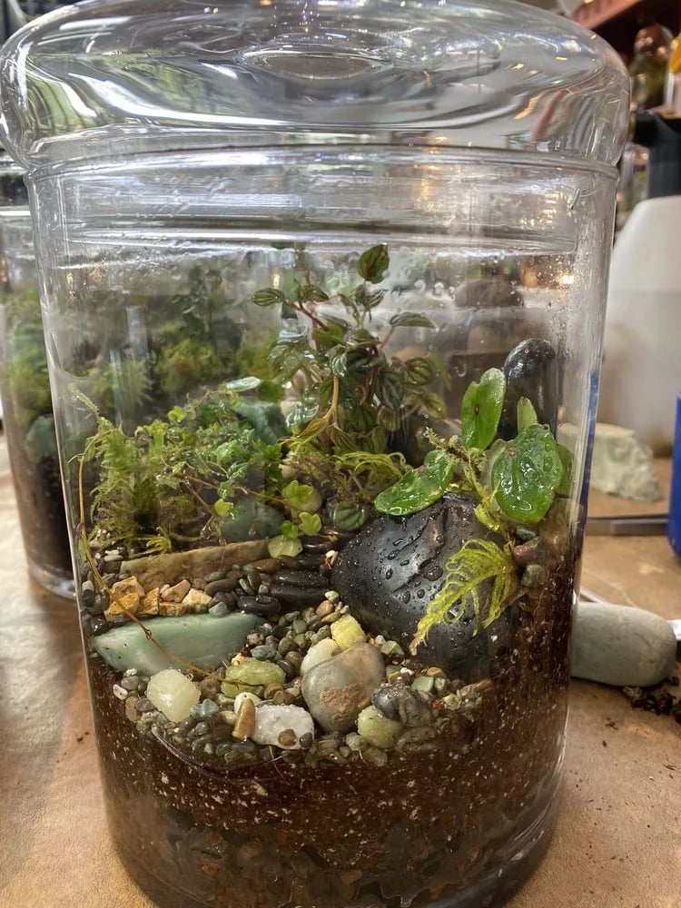 Roosevelt's Terrariums image