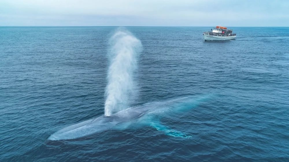 San Diego Whale Watch image