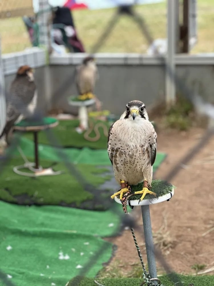 Total Raptor eXperience image