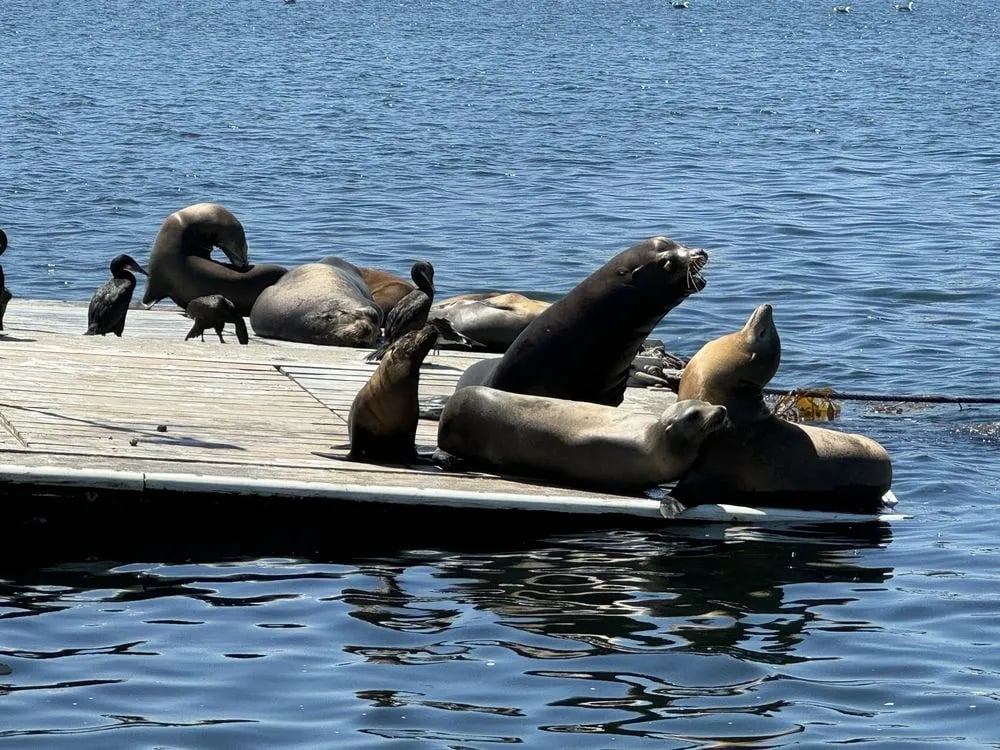 San Diego Whale Watch image