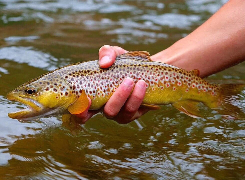 Galvin Guiding image