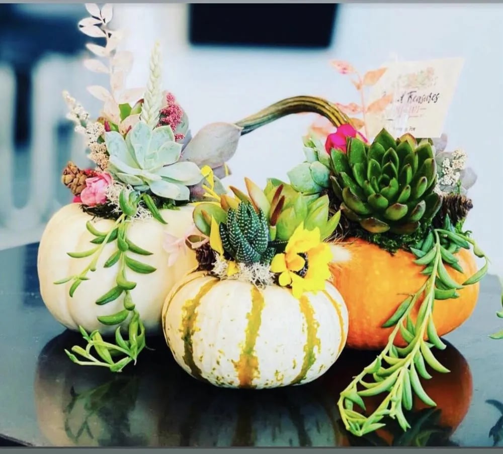 Rooted Treasures Succulents image