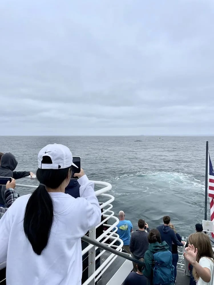 City Cruises San Diego image