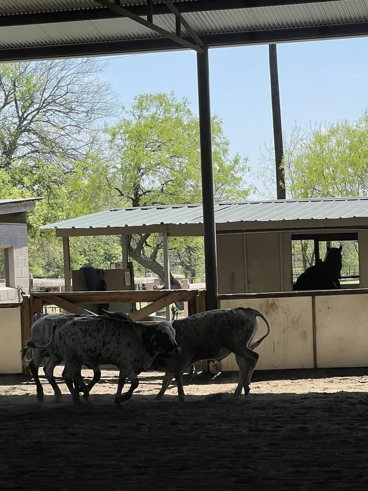 Lone Star Ranch & Rodeo image